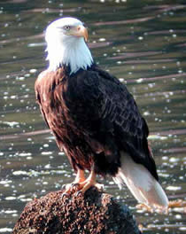Bald eagle, Brackendale, BC
